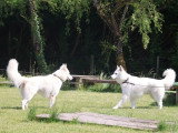 Logique de chien