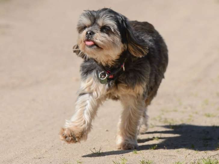 Logique de chien