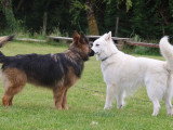 Logique de chien
