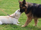 Logique de chien