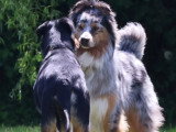 Logique de chien