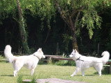 Logique de chien
