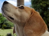 Logique de chien