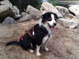 Centre Canin Thomas Cormier