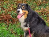 Centre Canin Thomas Cormier