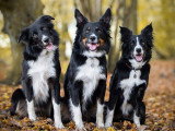 ObéDog-Coaching
