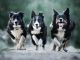 ObéDog-Coaching