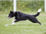 ObéDog-Coaching