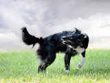 ObéDog-Coaching