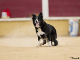 ObéDog-Coaching