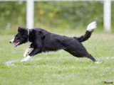 ObéDog-Coaching