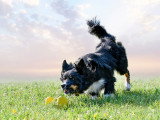 ObéDog-Coaching