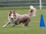 ObéDog-Coaching