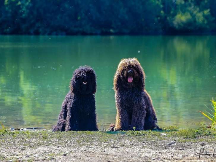 Barbet des Boucles du Barb’eau d’Or