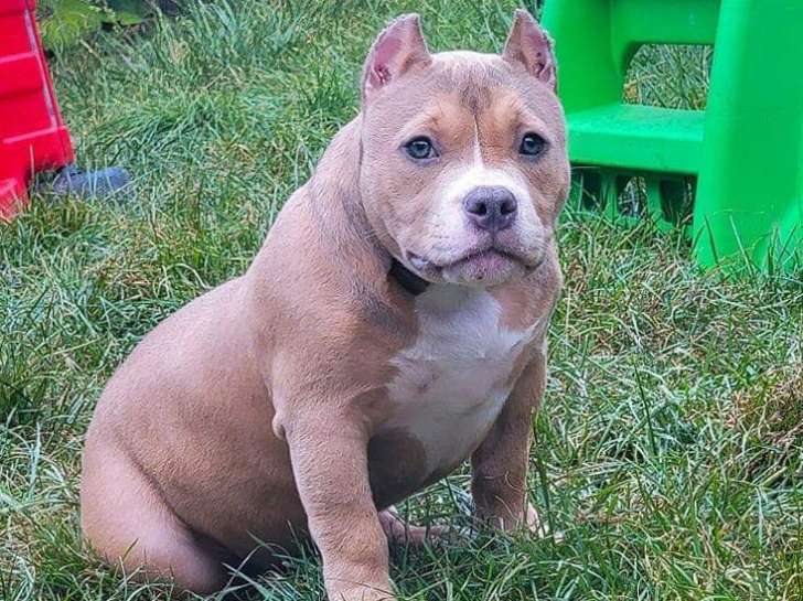 Bullseye Bully Elevage De American Bully A Sherbrooke