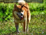 Au tour de mon chien