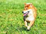 Au tour de mon chien