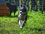 Au tour de mon chien