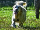 Au tour de mon chien