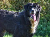 Au tour de mon chien