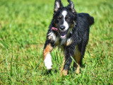 Au tour de mon chien