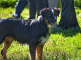 Au tour de mon chien