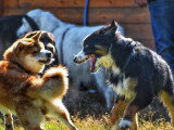 Au tour de mon chien