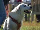 Au tour de mon chien