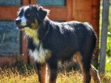 Au tour de mon chien
