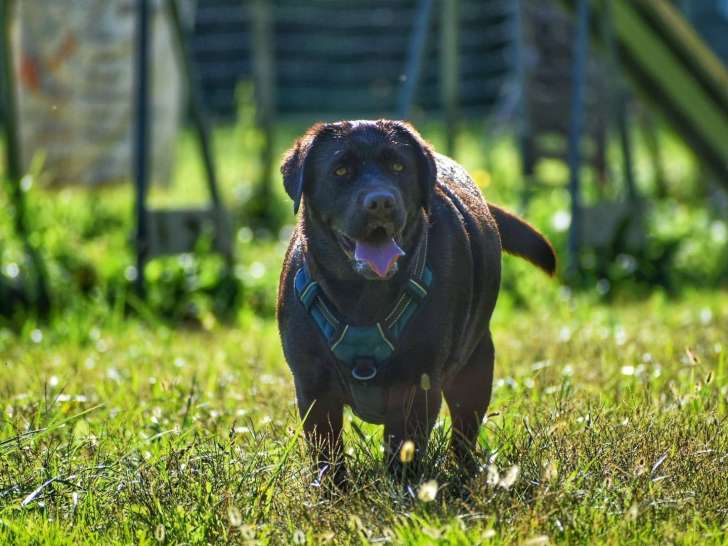 Au tour de mon chien