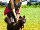 Au tour de mon chien