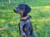 Au tour de mon chien