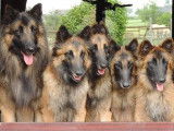 Des Loups du Shadog