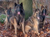 Des Loups du Shadog