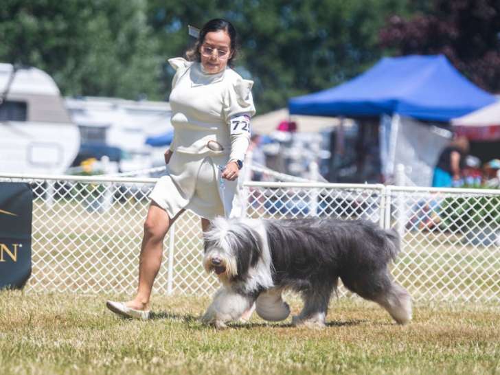 Bearded Collie Club Of Canada