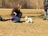 Manon Persegol, Good doggy instructrice en comportement canin spécialiste du renforcement positif dans le Rhône. www.gooddoggyeduc.com