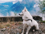 Good Doggy
