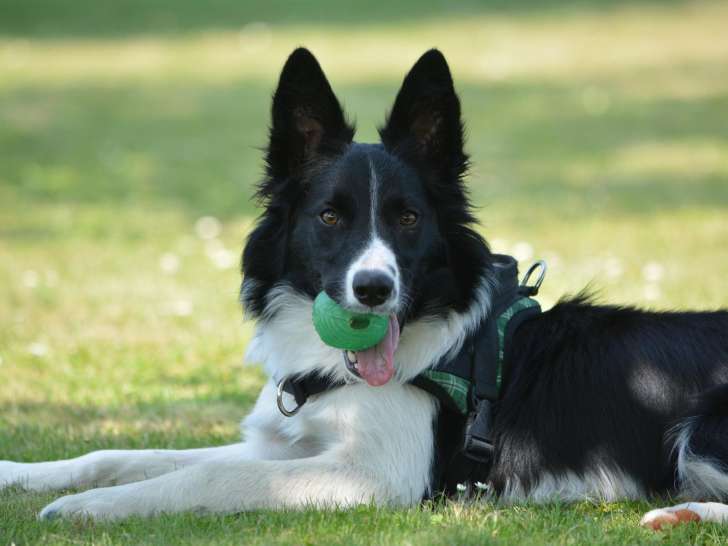 Chiens obéissants