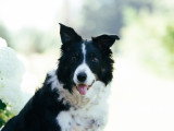 Chiens obéissants