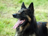 Chiens obéissants