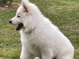 Chiot du Domaine des Loups Blancs Enclusiens