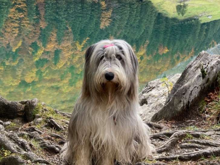 Bearded Collie Club de Suisse (SBCC)