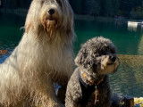 Bearded Collie Club de Suisse (SBCC)