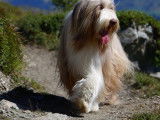 Bearded Collie Club de Suisse (SBCC)