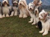 Bearded Collie Club de Suisse (SBCC)