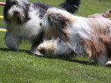 Bearded Collie Club de Suisse (SBCC)