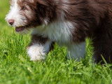 Bearded Collie Club de Suisse (SBCC)