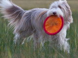 Bearded Collie Club de Suisse (SBCC)