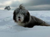 Bearded Collie Club de Suisse (SBCC)