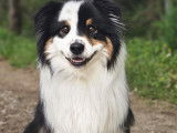 Savoie Dog'Educ